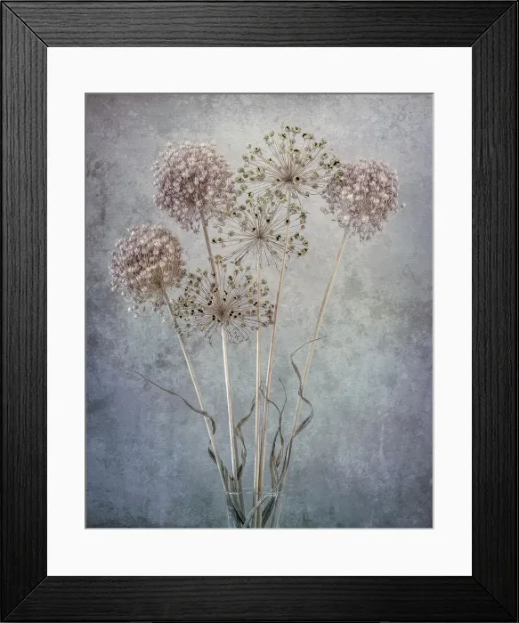 Framed Print : USA, Washington State, Seabeck. Allium seed heads close-up. Date: 26-07-2021 Framed Print : USA, Washington State, Seabeck. Allium seed heads close-up. Date: 26-07-2021