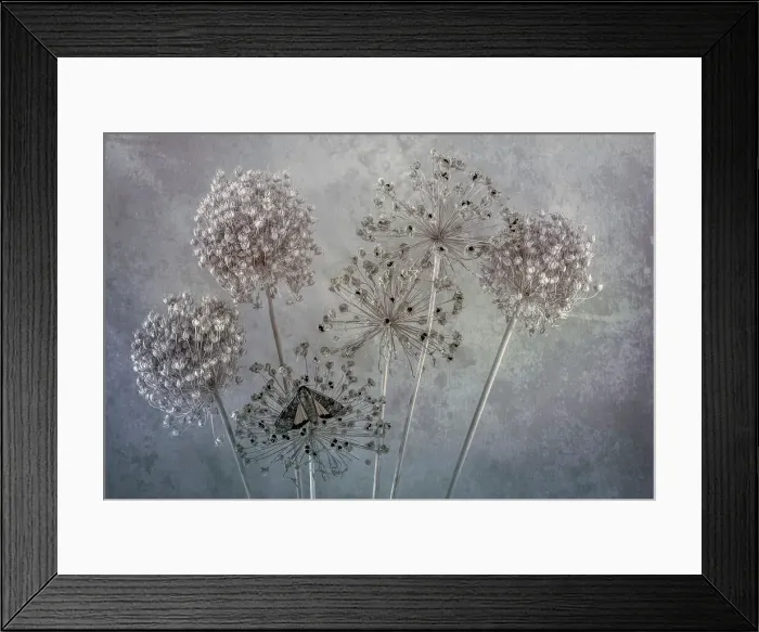 Framed Print : USA, Washington State, Seabeck. Underwing butterfly on allium seed heads. Date: 26-07-2021 Framed Print : USA, Washington State, Seabeck. Underwing butterfly on allium seed heads. Date: 26-07-2021