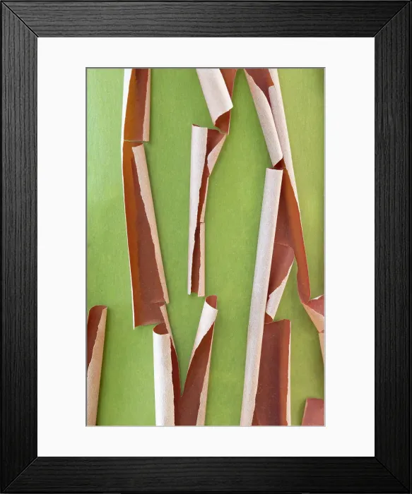 Framed Print : USA, Washington State, Seabeck. Peeling madrone tree bark. Date: 06-08-2021 Framed Print : USA, Washington State, Seabeck. Peeling madrone tree bark. Date: 06-08-2021