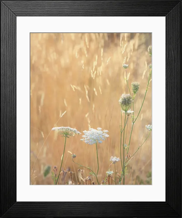 Framed Print : USA, Washington State, Dewatto. Queen Anne's lace in summer and dried grasses. Date: 08-08-2021 Framed Print : USA, Washington State, Dewatto. Queen Anne's lace in summer and dried grasses. Date: 08-08-2021