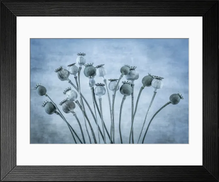 Framed Print : USA, Washington State, Seabeck. Poppies gone to seed. Date: 11-08-2021 Framed Print : USA, Washington State, Seabeck. Poppies gone to seed. Date: 11-08-2021