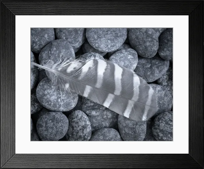 Framed Print : USA, Washington State, Seabeck. Raptor feather on rocks. Date: 12-08-2021 Framed Print : USA, Washington State, Seabeck. Raptor feather on rocks. Date: 12-08-2021
