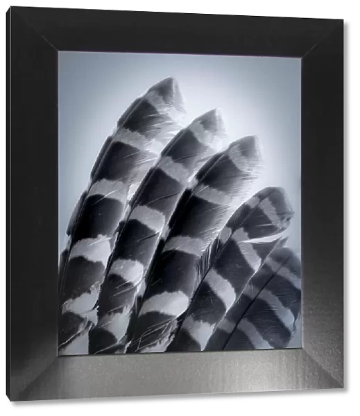 USA, Washington State, Seabeck. Raptor wing feathers reflecting in mirror. Date: 12-08-2021