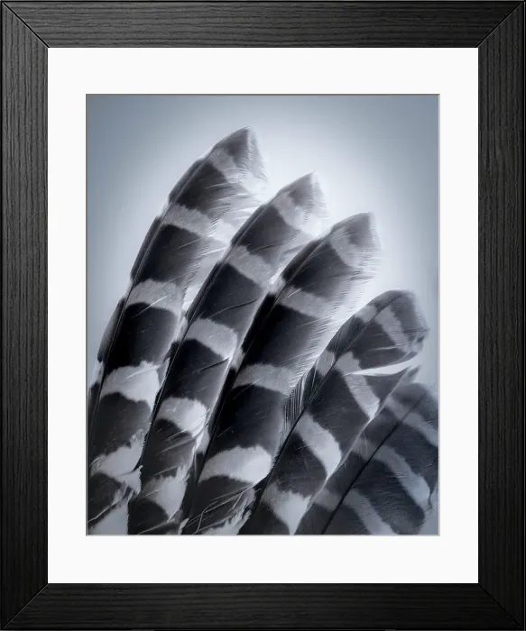 Framed Print : USA, Washington State, Seabeck. Raptor wing feathers reflecting in mirror. Date: 12-08-2021 Framed Print : USA, Washington State, Seabeck. Raptor wing feathers reflecting in mirror. Date: 12-08-2021