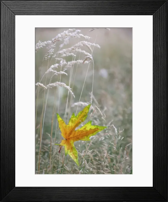 Framed Print : USA, Washington State, Seabeck. Autumn bigleaf maple leaf caught in grasses. Date: 13-08-2021 Framed Print : USA, Washington State, Seabeck. Autumn bigleaf maple leaf caught in grasses. Date: 13-08-2021