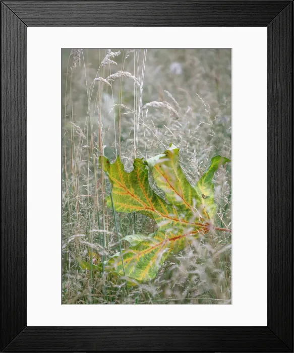 Framed Print : USA, Washington State, Seabeck. Autumn bigleaf maple leaf caught in grasses. Date: 13-08-2021 Framed Print : USA, Washington State, Seabeck. Autumn bigleaf maple leaf caught in grasses. Date: 13-08-2021