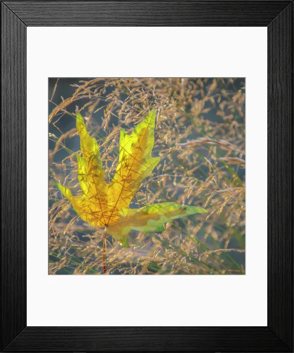 Framed Print : USA, Washington State, Seabeck. Autumn bigleaf maple leaf caught in grasses. Date: 13-08-2021 Framed Print : USA, Washington State, Seabeck. Autumn bigleaf maple leaf caught in grasses. Date: 13-08-2021