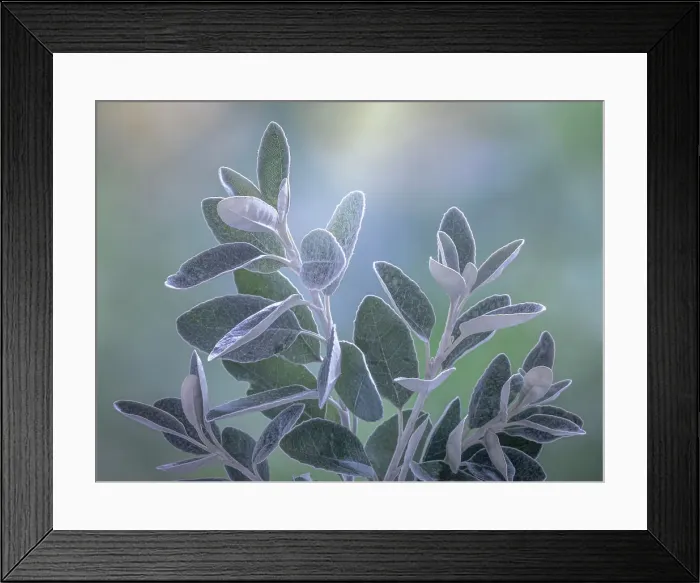 Framed Print : USA, Washington State, Seabeck. Senecio leaves close-up. Date: 14-08-2021 Framed Print : USA, Washington State, Seabeck. Senecio leaves close-up. Date: 14-08-2021