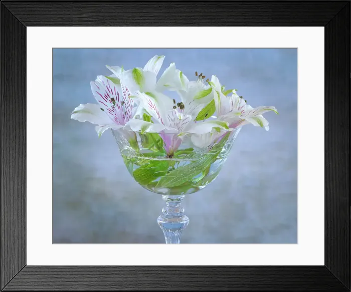 Framed Print : USA, Washington State, Seabeck. Alstroemeria blossoms in vase. Date: 18-08-2021 Framed Print : USA, Washington State, Seabeck. Alstroemeria blossoms in vase. Date: 18-08-2021