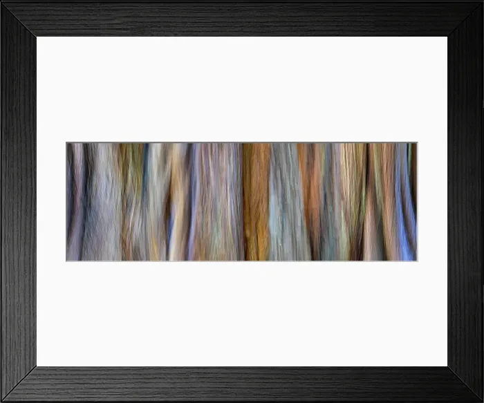 Framed Print : USA, Washington, Seabeck. Panoramic abstract of tree trunk and limbs. Date: 19-08-2021 Framed Print : USA, Washington, Seabeck. Panoramic abstract of tree trunk and limbs. Date: 19-08-2021