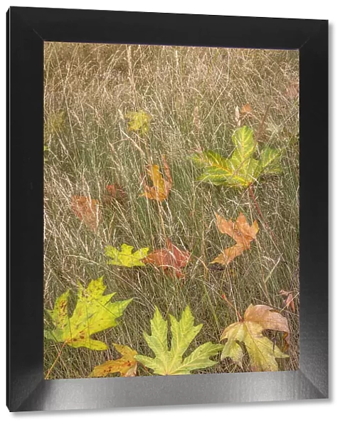 USA, Washington State, Seabeck. Autumn bigleaf maple leaves caught in grasses. Date: 21-08-2021