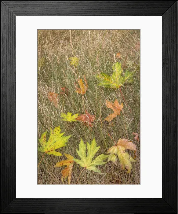 Framed Print : USA, Washington State, Seabeck. Autumn bigleaf maple leaves caught in grasses. Date: 21-08-2021 Framed Print : USA, Washington State, Seabeck. Autumn bigleaf maple leaves caught in grasses. Date: 21-08-2021