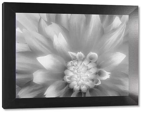 USA, Washington State, Seabeck. Dahlia close-up in black and white. Date: 23-08-2021