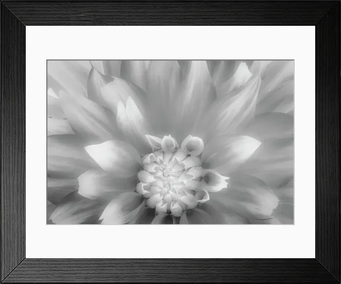 Framed Print : USA, Washington State, Seabeck. Dahlia close-up in black and white. Date: 23-08-2021 Framed Print : USA, Washington State, Seabeck. Dahlia close-up in black and white. Date: 23-08-2021