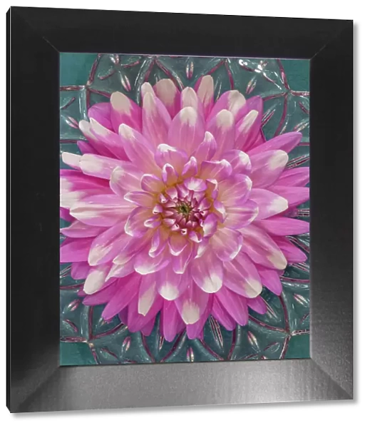 USA, Washington State, Seabeck. Pink dahlia in crystal bowl. Date: 25-08-2021