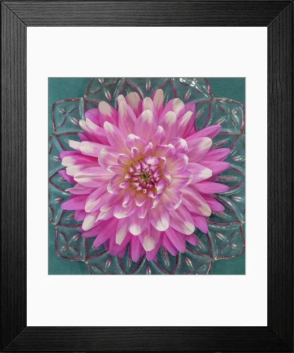 Framed Print : USA, Washington State, Seabeck. Pink dahlia in crystal bowl. Date: 25-08-2021 Framed Print : USA, Washington State, Seabeck. Pink dahlia in crystal bowl. Date: 25-08-2021