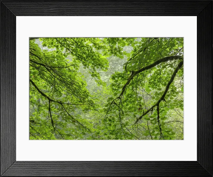 Framed Print : USA, Washington State, Seabeck. Bigleaf maple trees in Anderson Landing County Park. Date: 28-08-2021 Framed Print : USA, Washington State, Seabeck. Bigleaf maple trees in Anderson Landing County Park. Date: 28-08-2021