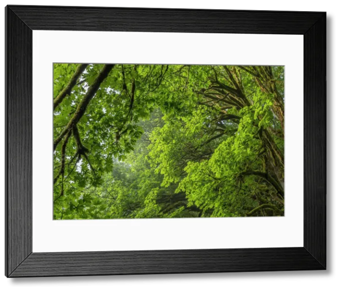 Framed Print : USA, Washington State, Seabeck. Bigleaf maple trees in Anderson Landing County Park. Date: 28-08-2021 Framed Print : USA, Washington State, Seabeck. Bigleaf maple trees in Anderson Landing County Park. Date: 28-08-2021