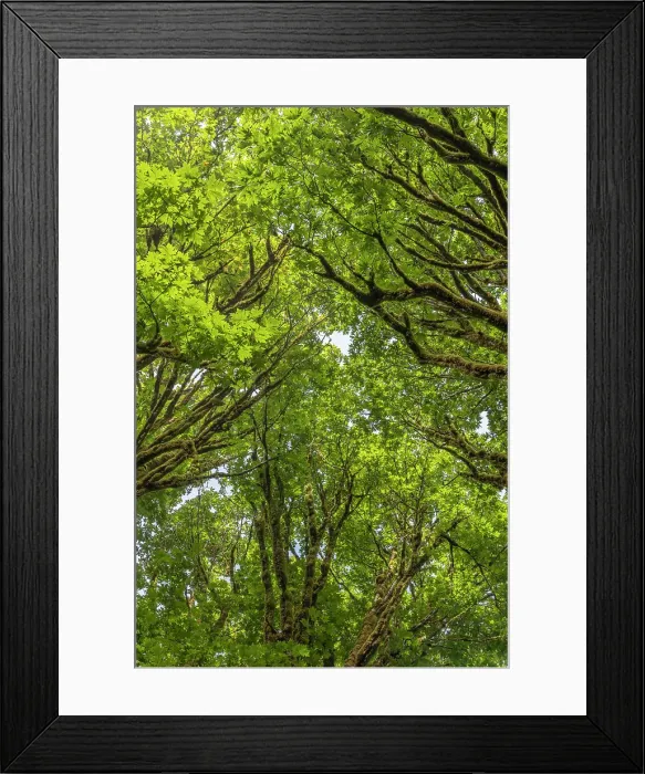 Framed Print : USA, Washington State, Seabeck. Bigleaf maple trees in Anderson Landing County Park. Date: 28-08-2021 Framed Print : USA, Washington State, Seabeck. Bigleaf maple trees in Anderson Landing County Park. Date: 28-08-2021