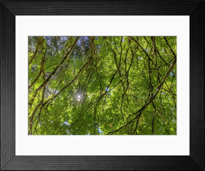 Framed Print : USA, Washington State, Seabeck. Bigleaf maple trees in Anderson Landing County Park. Date: 28-08-2021 Framed Print : USA, Washington State, Seabeck. Bigleaf maple trees in Anderson Landing County Park. Date: 28-08-2021