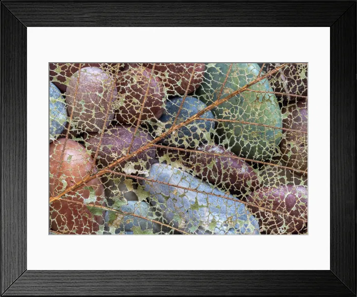 Framed Print : USA, Washington State, Seabeck. Skeletonized leaf on beach rocks. Date: 07-09-2021 Framed Print : USA, Washington State, Seabeck. Skeletonized leaf on beach rocks. Date: 07-09-2021