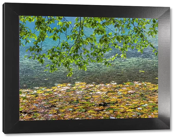 USA, Washington State, Olympic National Park. Alder tree branches overhang leaf-covered shore of Lake Crescent. Date: 05-10-2021