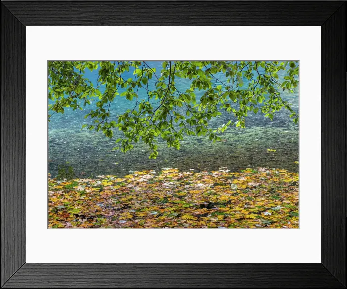 Framed Print : USA, Washington State, Olympic National Park. Alder tree branches overhang leaf-covered shore of Lake Crescent. Date: 05-10-2021