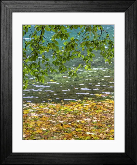 Framed Print : USA, Washington State, Olympic National Park. Alder tree branches overhang leaf-covered shore of Lake Crescent. Date: 05-10-2021 Framed Print : USA, Washington State, Olympic National Park. Alder tree branches overhang leaf-covered shore of Lake Crescent. Date: 05-10-2021