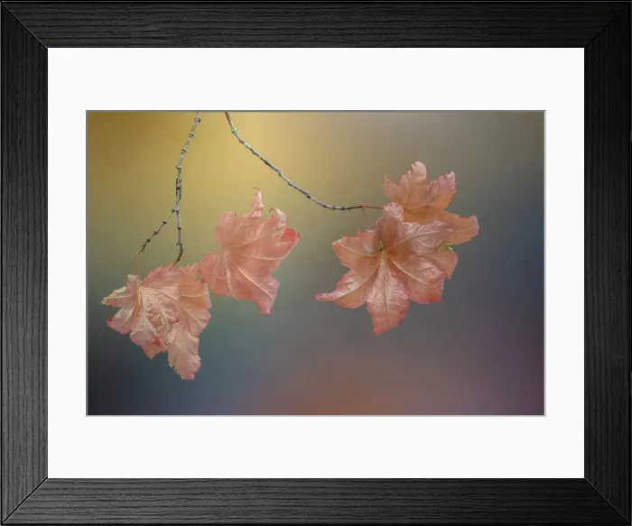 Framed Print : USA, Washington State, Seabeck. Vine maple leaves on branch in autumn. Date: 09-10-2021 Framed Print : USA, Washington State, Seabeck. Vine maple leaves on branch in autumn. Date: 09-10-2021