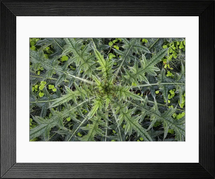 Framed Print : USA, Washington State, Seabeck. Close-up of thistle plant. Date: 11-10-2021 Framed Print : USA, Washington State, Seabeck. Close-up of thistle plant. Date: 11-10-2021
