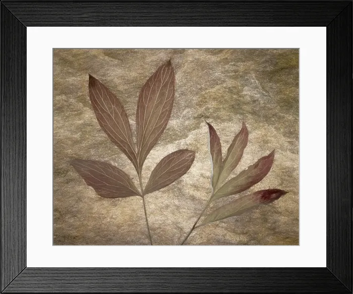 Framed Print : USA, Washington State, Seabeck. Peony leaves close-up. Date: 14-10-2021 Framed Print : USA, Washington State, Seabeck. Peony leaves close-up. Date: 14-10-2021