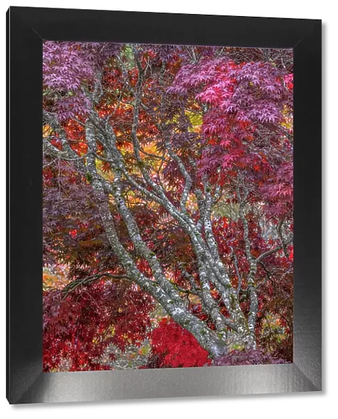 USA, Washington State, Seabeck. Japanese maple tree in autumn. Date: 15-10-2021