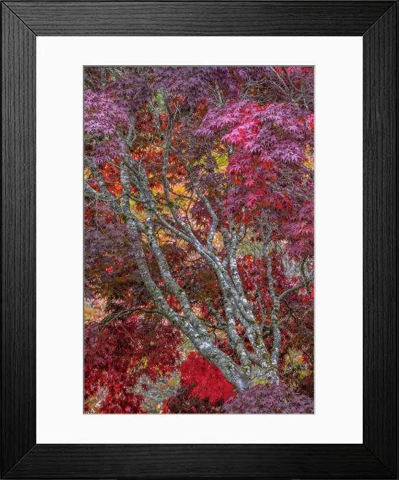 Framed Print : USA, Washington State, Seabeck. Japanese maple tree in autumn. Date: 15-10-2021 Framed Print : USA, Washington State, Seabeck. Japanese maple tree in autumn. Date: 15-10-2021