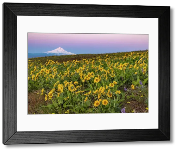 Framed Print : Spring wildflowers in full bloom on Dalles Mountain in Columbia Hills State Park near Lyle, Washington State, USA Date: 18-04-2021 Framed Print : Spring wildflowers in full bloom on Dalles Mountain in Columbia Hills State Park near Lyle, Washington State, USA Date: 18-04-2021