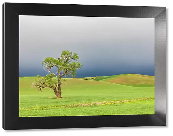 Steptoe, Washington State, USA. Cottonwood tree in wheat field under storm clouds in the Palouse hills. Date: 22-05-2021