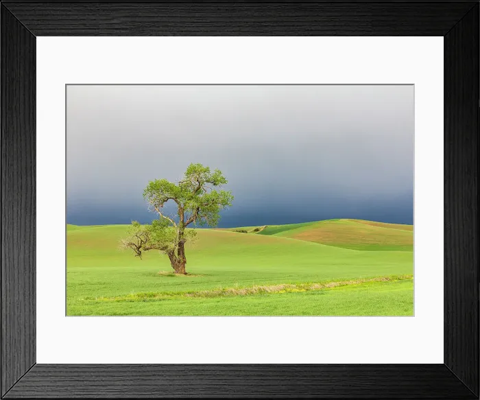 Framed Print : Steptoe, Washington State, USA. Cottonwood tree in wheat field under storm clouds in the Palouse hills. Date: 22-05-2021 Framed Print : Steptoe, Washington State, USA. Cottonwood tree in wheat field under storm clouds in the Palouse hills. Date: 22-05-2021