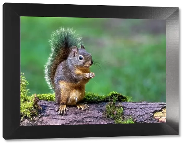 Issaquah, Washington State, USA. Western Gray Squirrel standing on a log eating a peanut Date: 25-01-2015