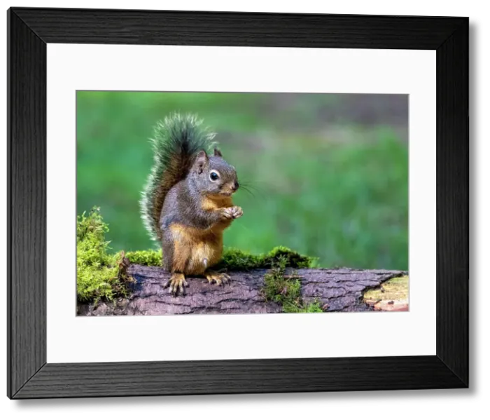 Framed Print : Issaquah, Washington State, USA. Western Gray Squirrel standing on a log eating a peanut Date: 25-01-2015 Framed Print : Issaquah, Washington State, USA. Western Gray Squirrel standing on a log eating a peanut Date: 25-01-2015