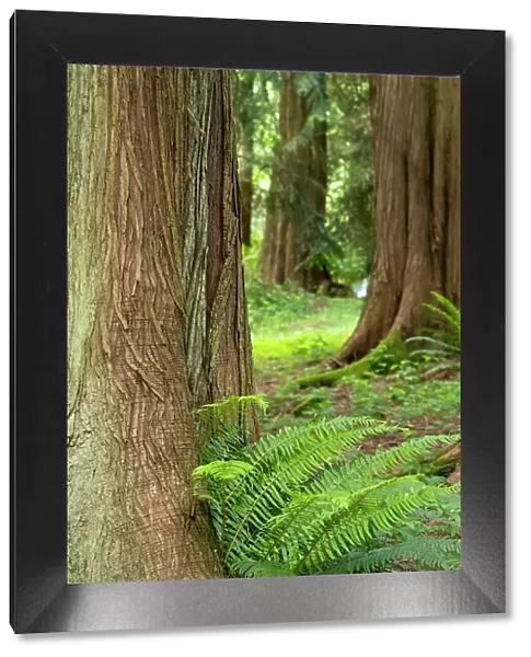 Issaquah, Washington State, USA. Western Redcedar tree trunks with western sword ferns. Date: 01-06-2020