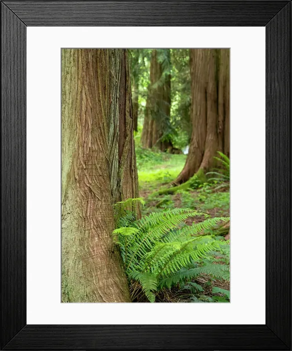 Framed Print : Issaquah, Washington State, USA. Western Redcedar tree trunks with western sword ferns. Date: 01-06-2020 Framed Print : Issaquah, Washington State, USA. Western Redcedar tree trunks with western sword ferns. Date: 01-06-2020