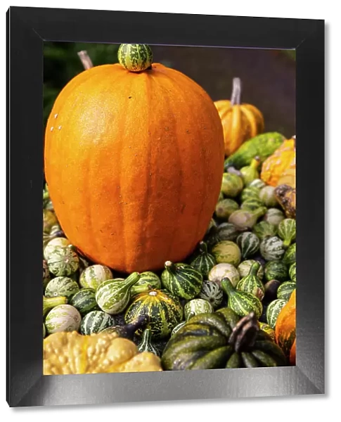 Bainbridge Island, Washington State, USA. Pumpkins Date: 24-10-2019