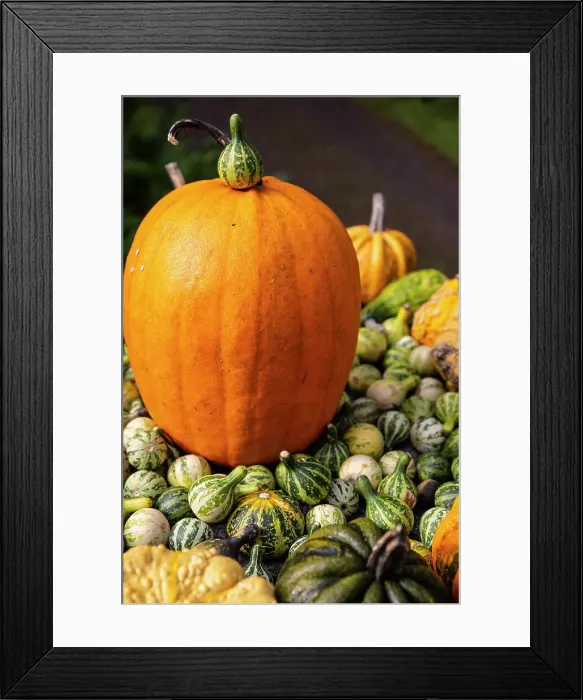 Framed Print : Bainbridge Island, Washington State, USA. Pumpkins Date: 24-10-2019 Framed Print : Bainbridge Island, Washington State, USA. Pumpkins Date: 24-10-2019
