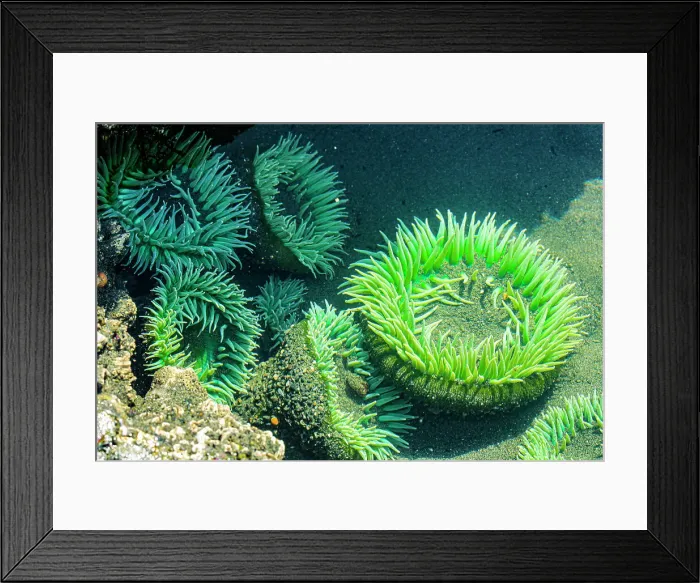 Framed Print : Beach 4, Kalaloch Lodge Olympic National Park, Washington State, USA. Sea anemones Date: 18-03-2020 Framed Print : Beach 4, Kalaloch Lodge Olympic National Park, Washington State, USA. Sea anemones Date: 18-03-2020