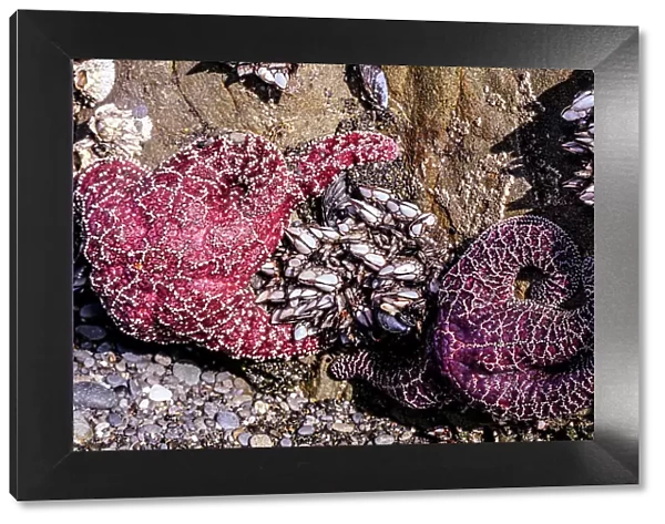 Beach 4, Kalaloch Lodge Olympic National Park, Washington State, USA. Sea anemones Date: 18-03-2020