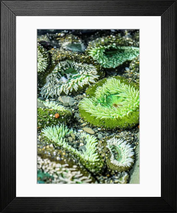 Framed Print : Beach 4, Kalaloch Lodge Olympic National Park, Washington State, USA. Sea anemones Date: 18-03-2020 Framed Print : Beach 4, Kalaloch Lodge Olympic National Park, Washington State, USA. Sea anemones Date: 18-03-2020
