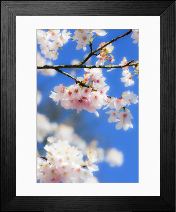Framed Print : Silverdale, Washington State, USA. Blooming cherry blossom Date: 06-04-2020 Framed Print : Silverdale, Washington State, USA. Blooming cherry blossom Date: 06-04-2020