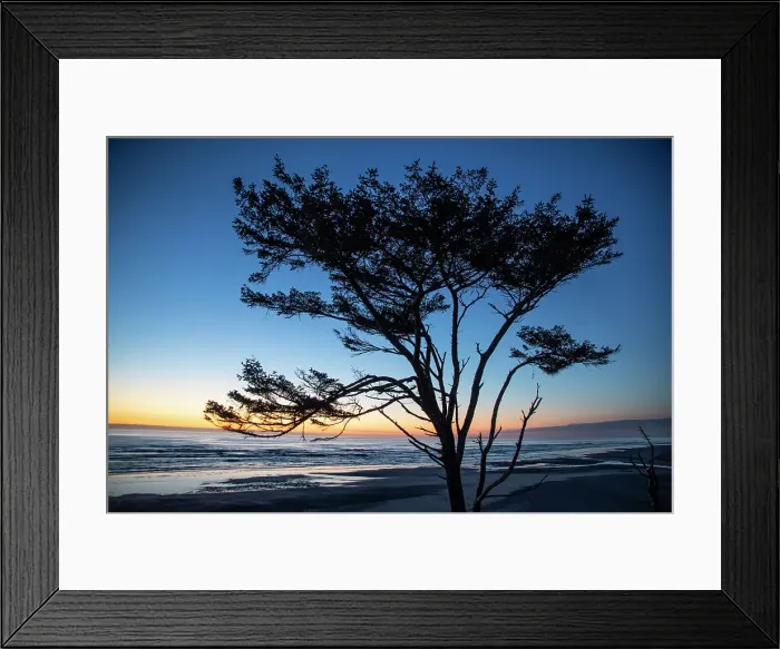 Framed Print : Kalaloch Beach, Olympic Peninsula, wind blown tree. Date: 19-03-2020 Framed Print : Kalaloch Beach, Olympic Peninsula, wind blown tree. Date: 19-03-2020