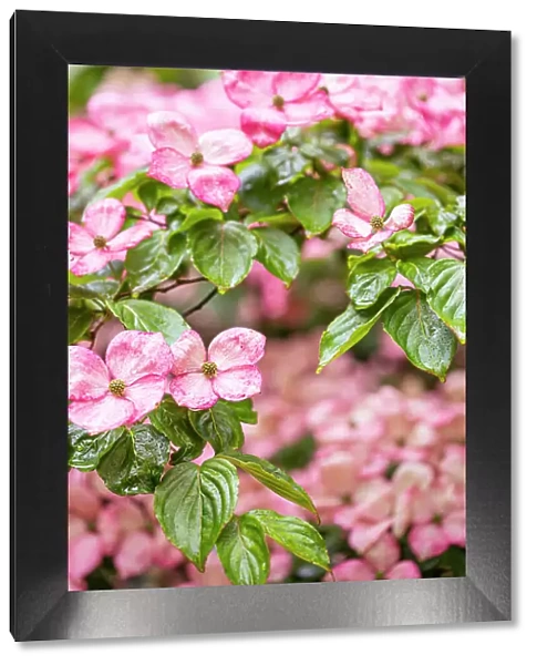 Silverdale, Washington State, USA. Flowering pink dogwood tree Date: 12-06-2020