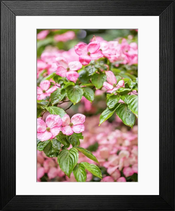 Framed Print : Silverdale, Washington State, USA. Flowering pink dogwood tree Date: 12-06-2020 Framed Print : Silverdale, Washington State, USA. Flowering pink dogwood tree Date: 12-06-2020