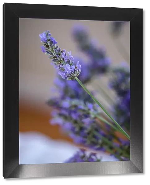 Bremerton, Washington State, USA. Lavender sprig. Date: 15-07-2020
